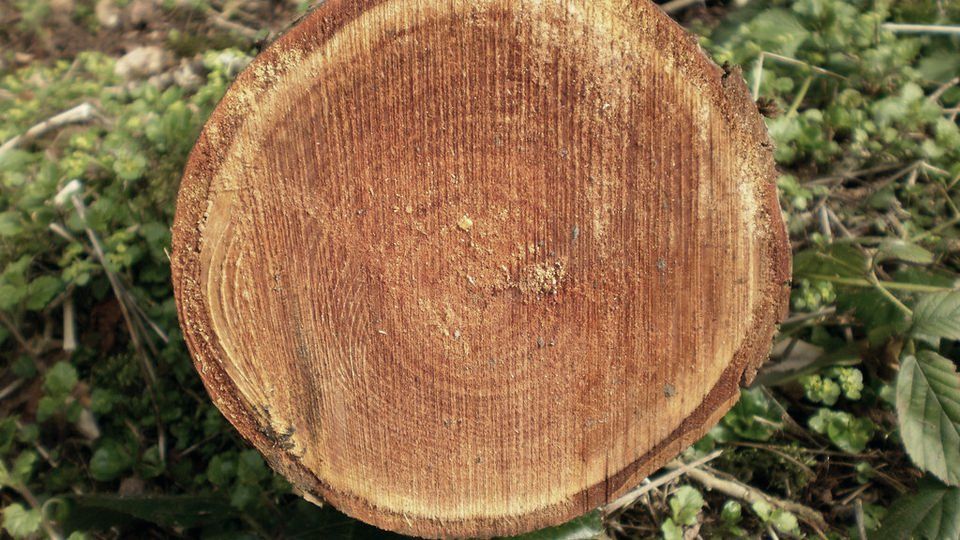 Cross-section of a cut log showing its growth rings
