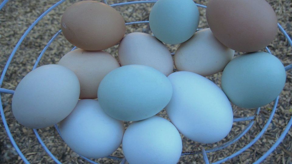 Brown and blue eggs resting in a wire basket