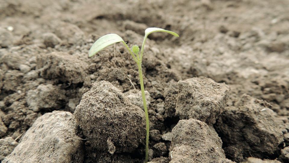 A single seedling sprouting from dry soil
